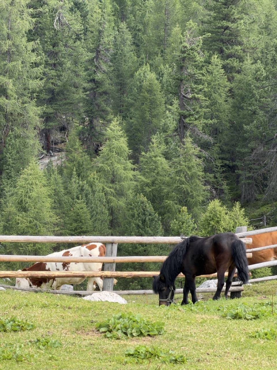 A Pony