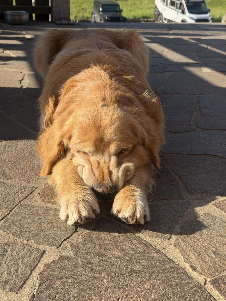Sleeping Doggo