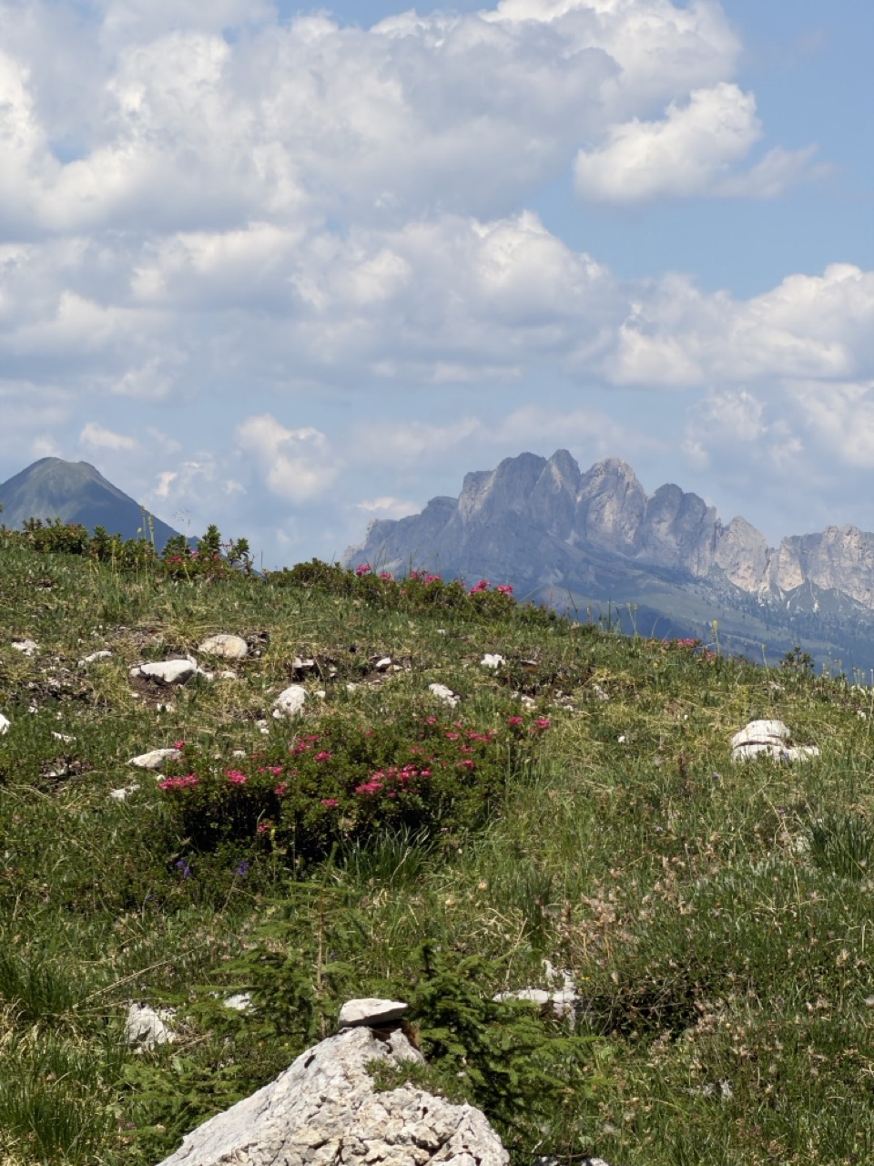 Flowers and Mountain