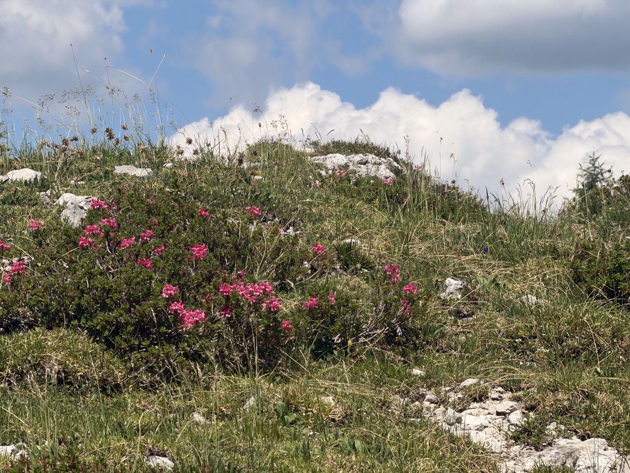 Flowers and Cloud