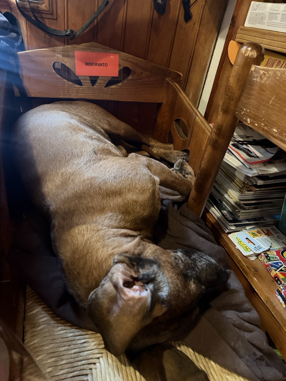 Doggo