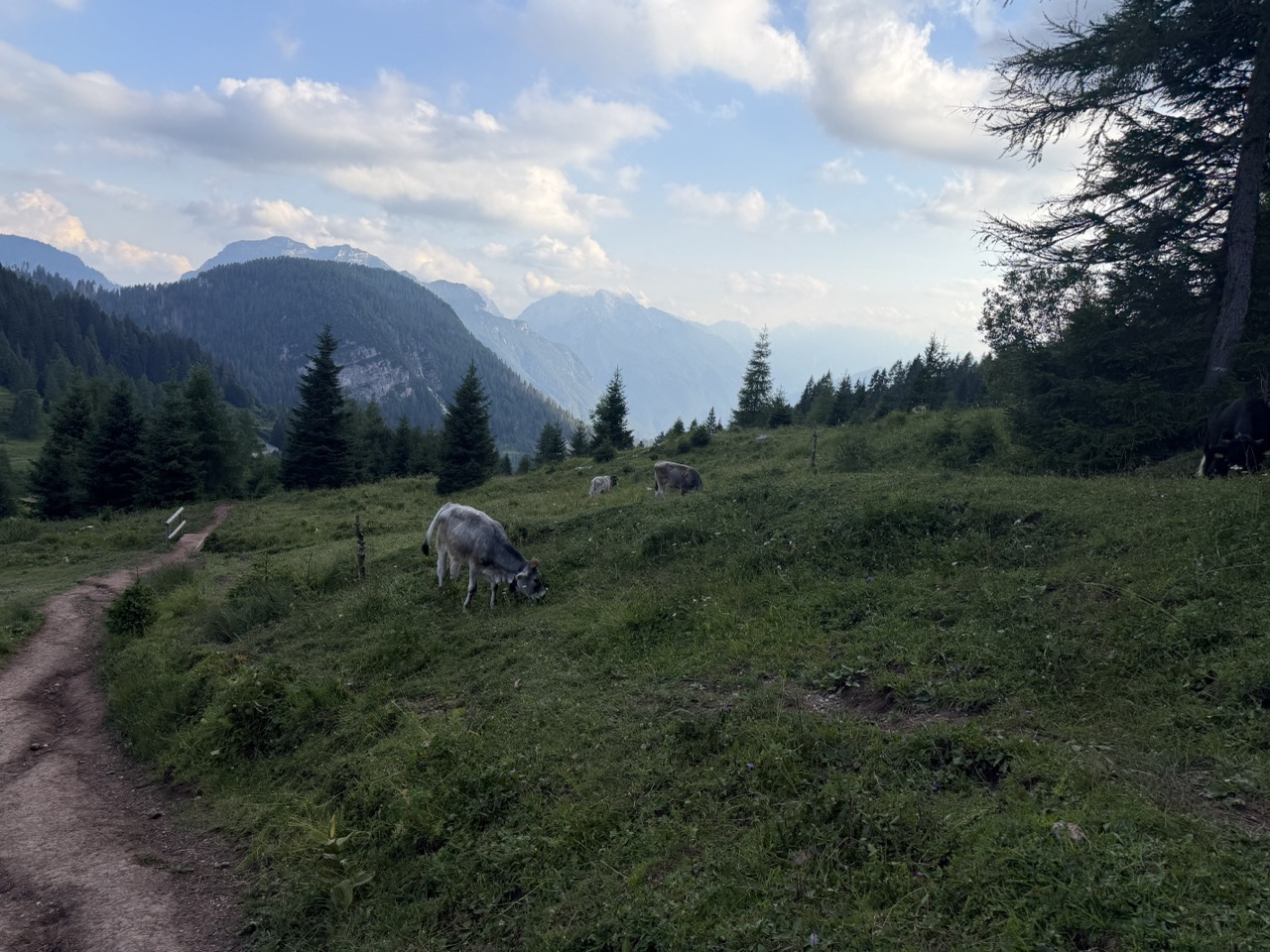 Cows