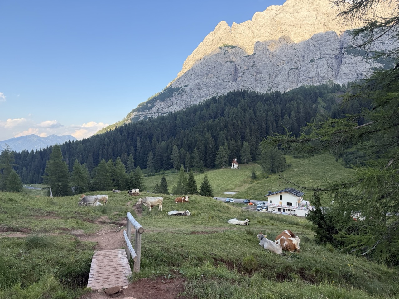 More Cows