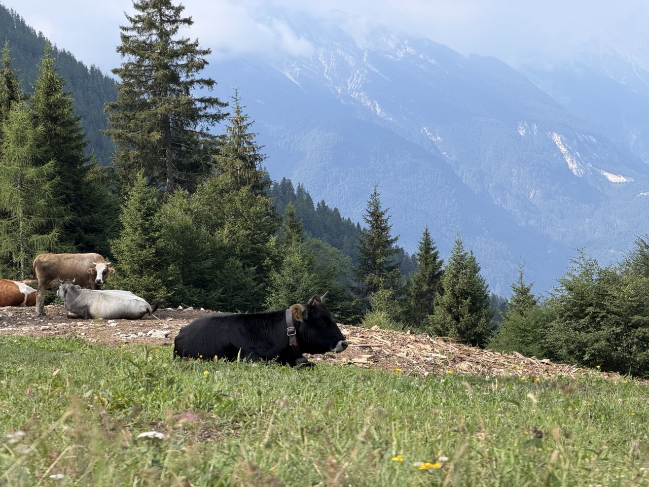 Cows and Valley