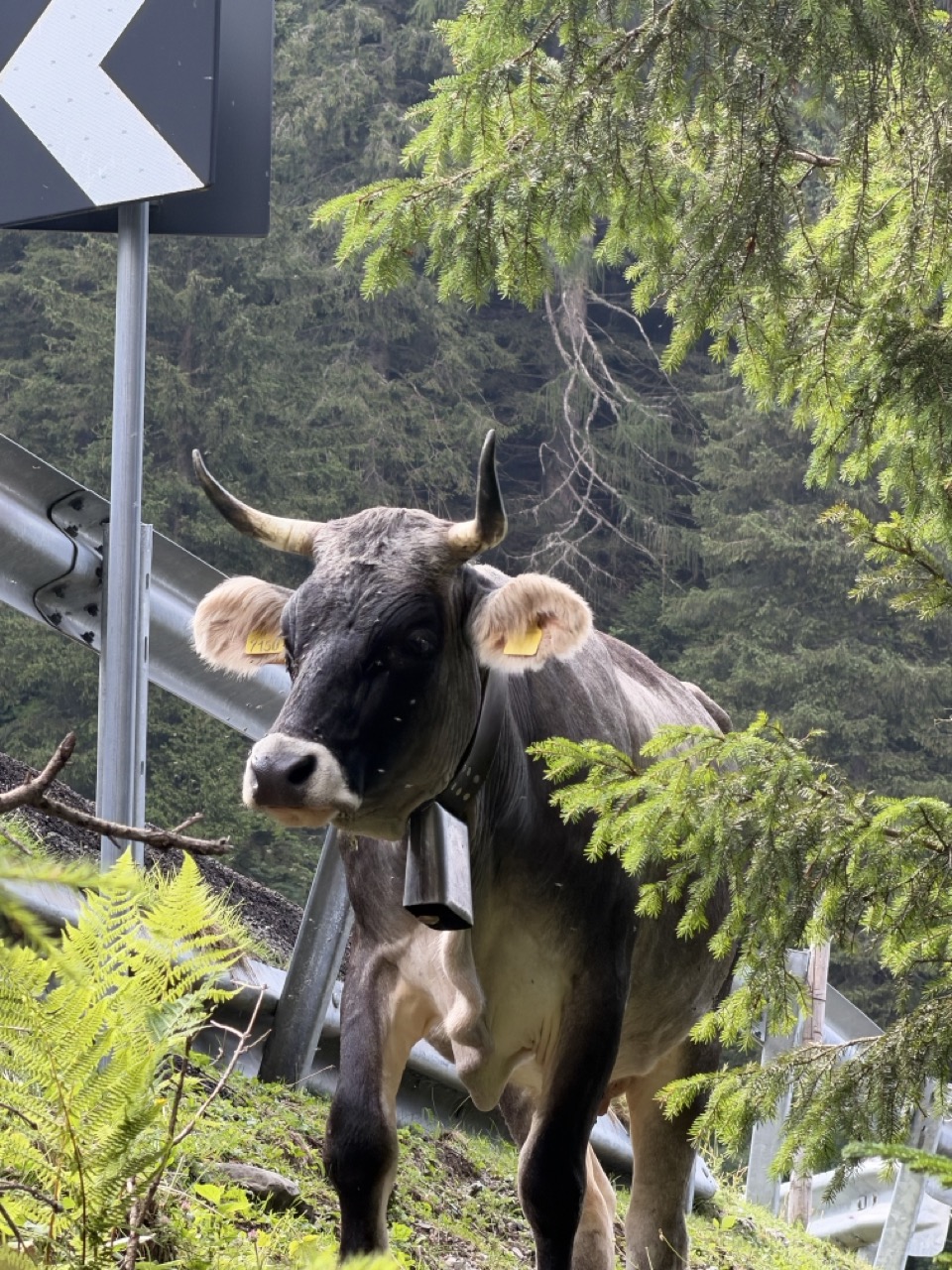 Close Up Cow