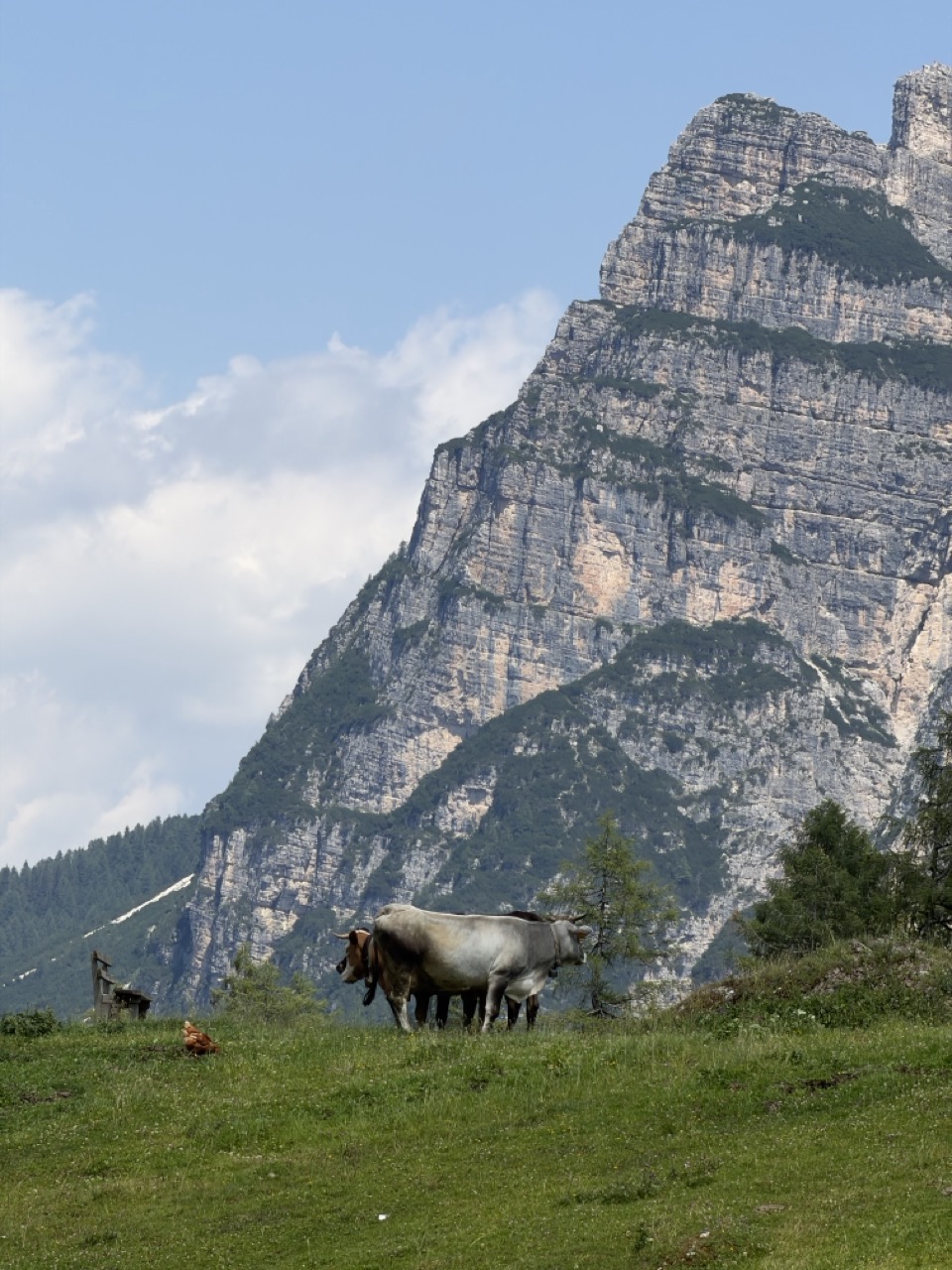 Cows and Cliff