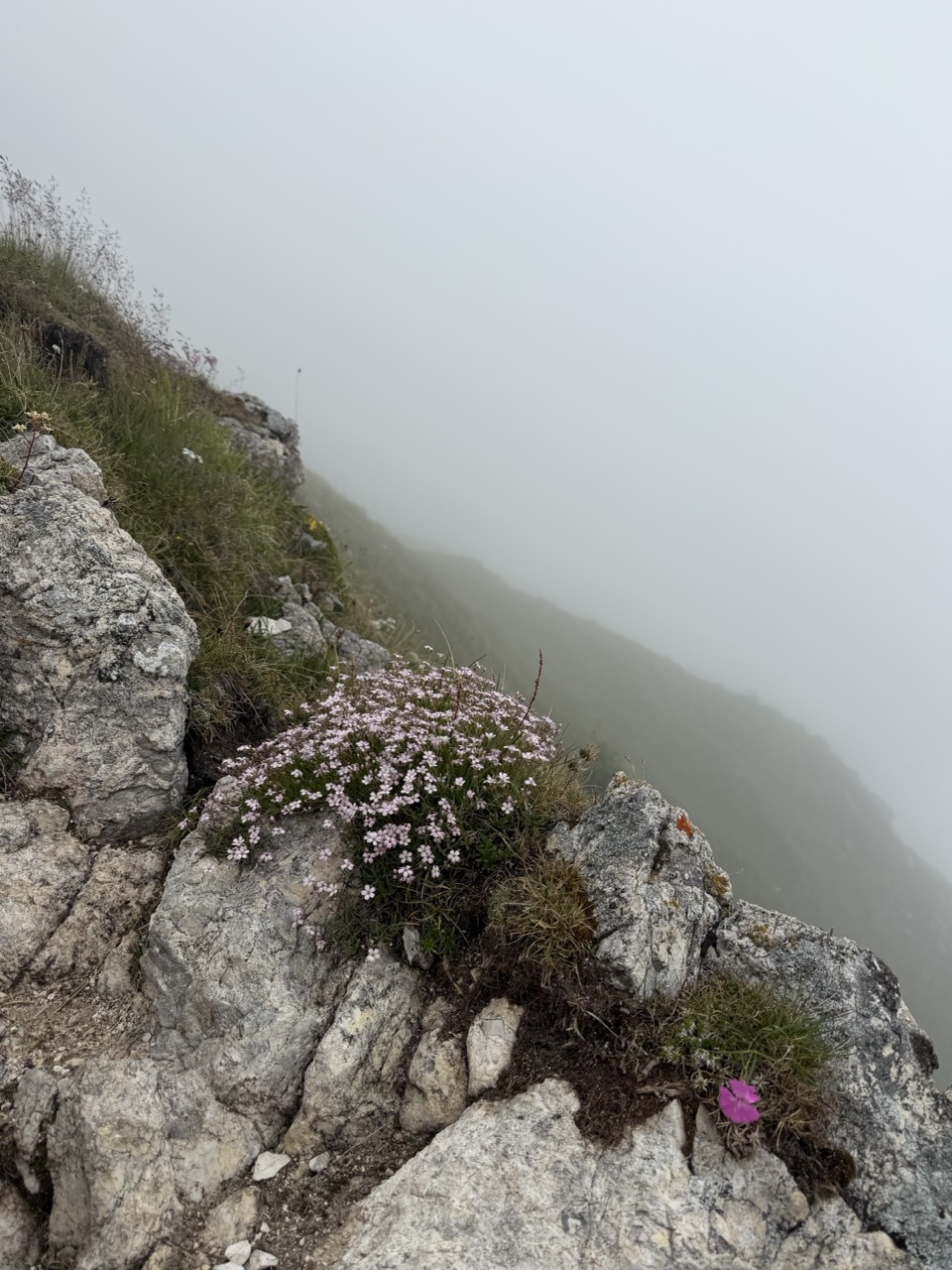 Foggy Flowers