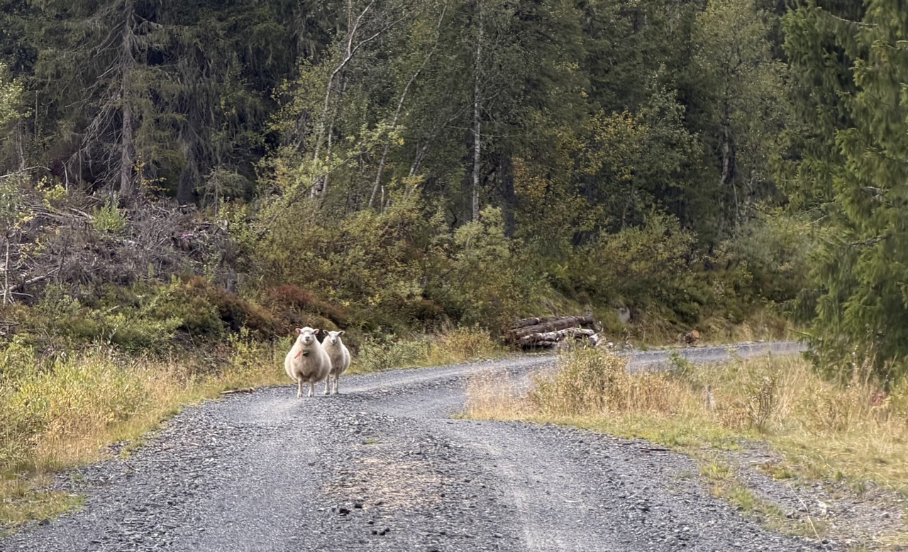 Sheep