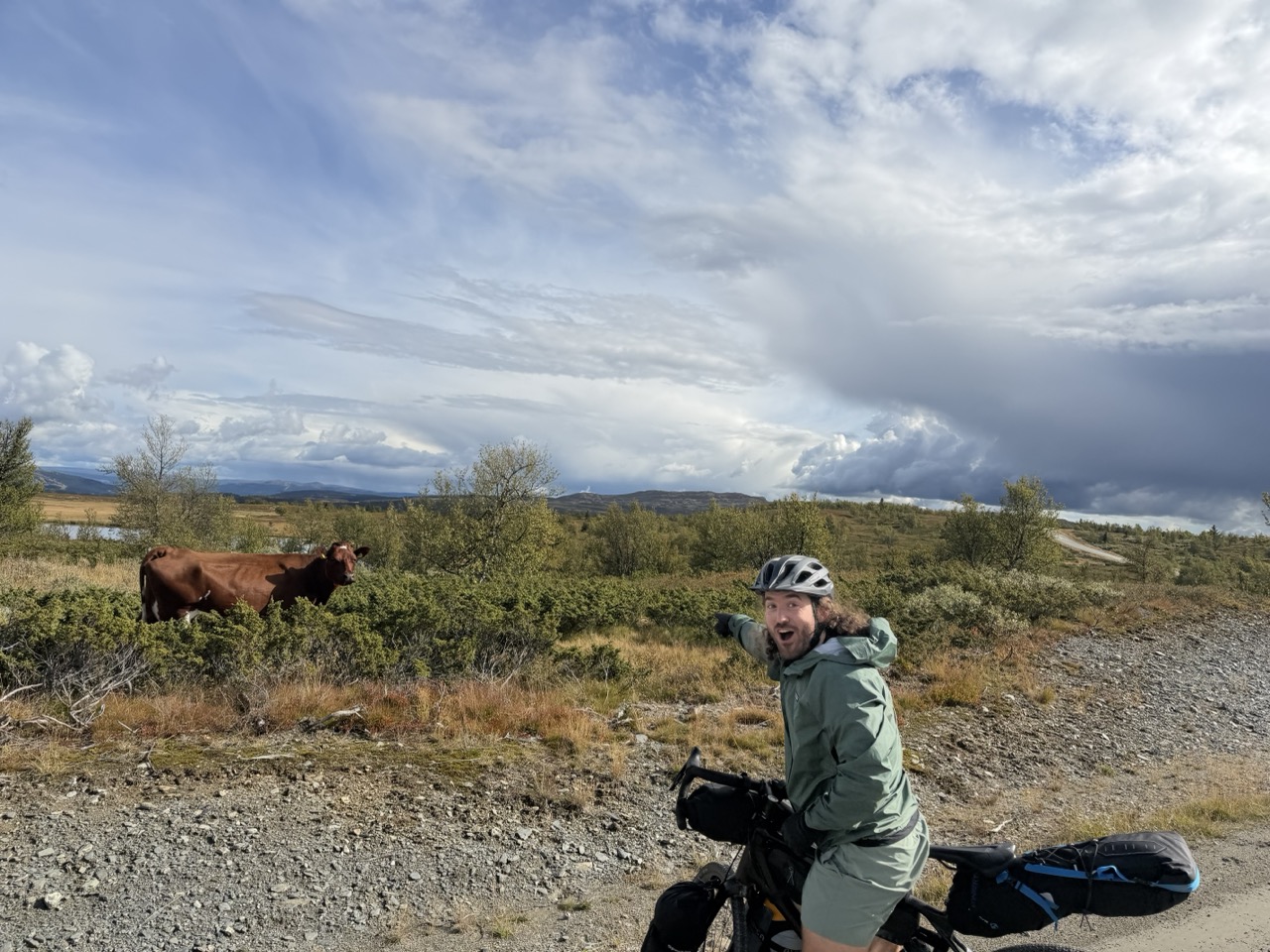 Sam Sees a Cow
